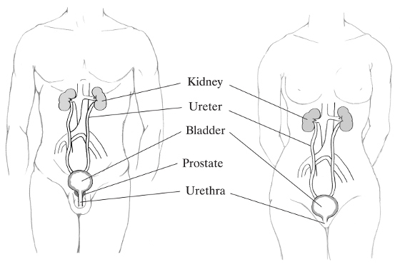 Drawing of male and female urinary tracts with the kidney, ureter, bladder, prostate (male), and urethra labeled.